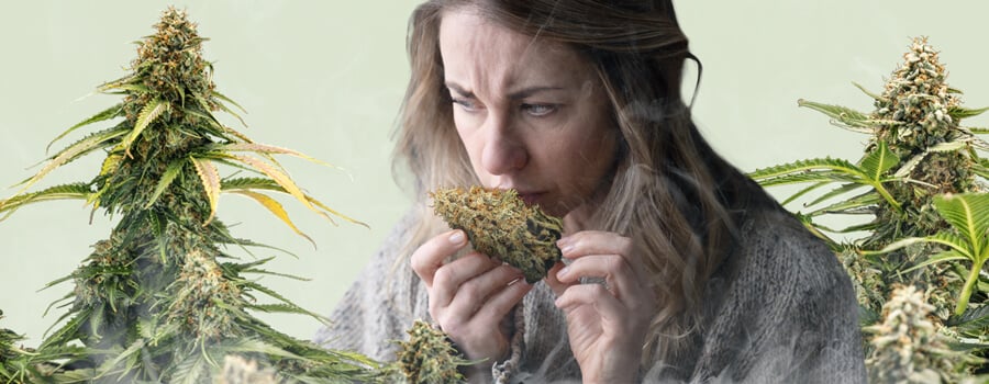 Une femme sent un cogot de cannabis, entourée de deux plantes chargées de bourgeons, sur un fond vert pastel. Une légère vapeur s’élève depuis le bas de l’image, illustrant subtilement le phénomène de 