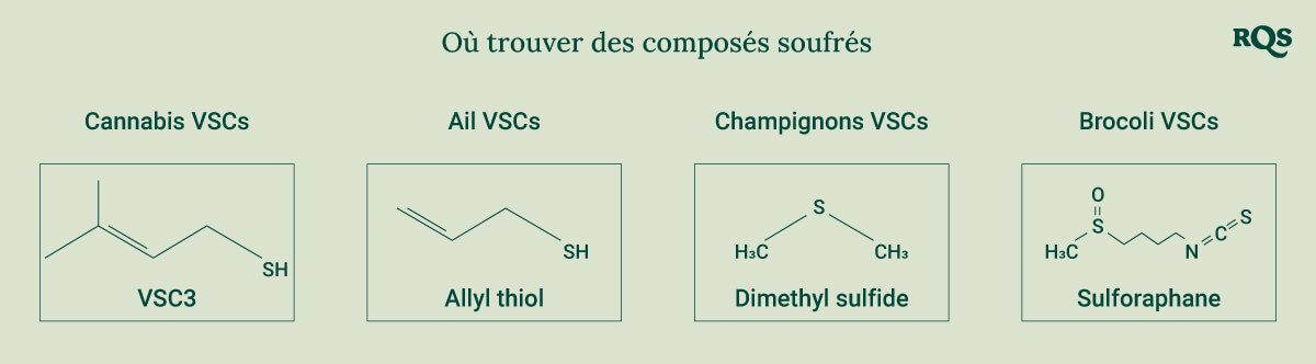 Diagramme montrant les structures chimiques des composés soufrés présents dans le cannabis, l'ail, les champignons et le brocoli pour une meilleure compréhension de leurs propriétés uniques.