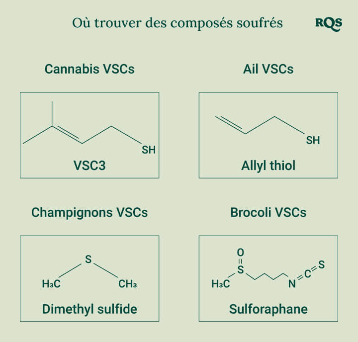 Diagramme montrant les structures chimiques des composés soufrés présents dans le cannabis, l'ail, les champignons et le brocoli pour une meilleure compréhension de leurs propriétés uniques.