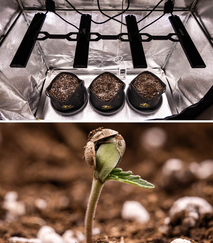 Deux images de plantes de cannabis : la première montre une plante mature avec de grandes têtes poussant sous des lampes LED, tandis que la seconde montre un jeune semis de cannabis dans ses premières étapes de croissance.