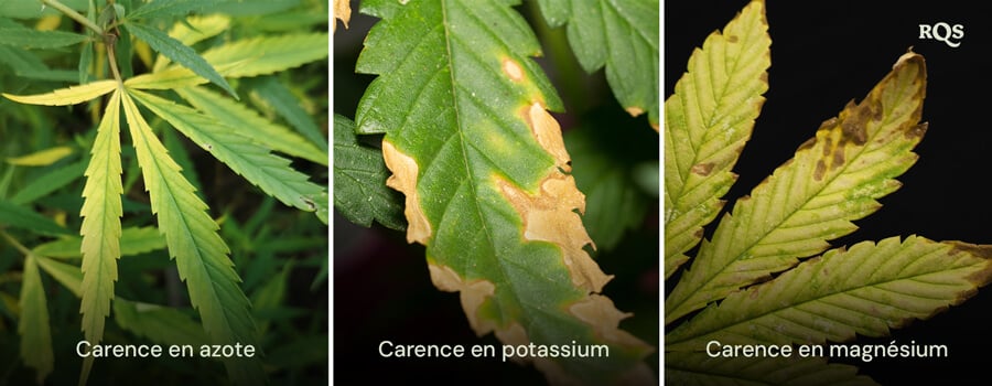 Feuilles de cannabis affectées par des carences en azote, potassium et magnésium, avec des motifs distincts de jaunissement et de brunissement. Concernant le jaunissement de la plante de cannabis de bas en haut et les pointes jaunes sur les feuilles de cannabis.