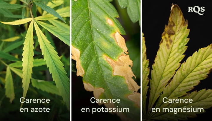 Feuilles de cannabis affectées par des carences en azote, potassium et magnésium, avec des motifs distincts de jaunissement et de brunissement. Concernant le jaunissement de la plante de cannabis de bas en haut et les pointes jaunes sur les feuilles de cannabis.