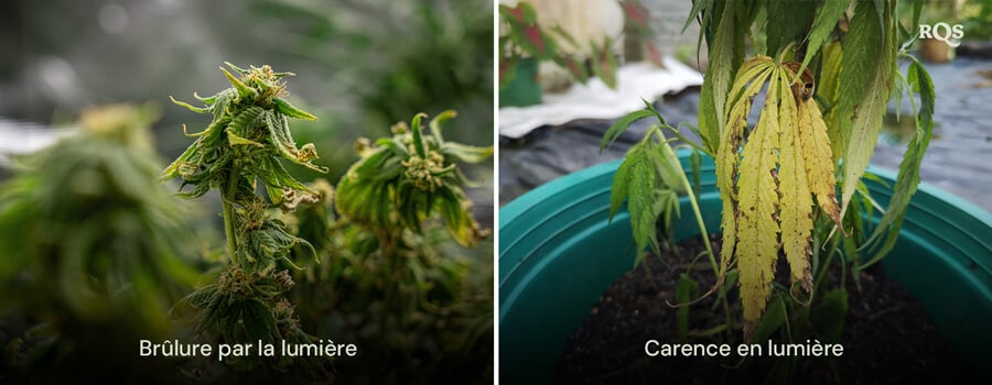 Comparaison de feuilles de cannabis montrant des dommages causés par une brûlure de lumière et une carence en lumière, avec une décoloration jaune et brune. Lié aux feuilles de cannabis jaunes et aux feuilles de cannabis jaunes dues au stress lumineux. 