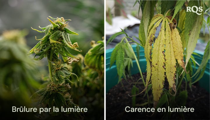 Comparaison de feuilles de cannabis montrant des dommages causés par une brûlure de lumière et une carence en lumière, avec une décoloration jaune et brune. Lié aux feuilles de cannabis jaunes et aux feuilles de cannabis jaunes dues au stress lumineux. 