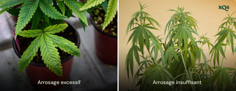 Plantes de cannabis présentant des symptômes d'arrosage excessif avec des feuilles gonflées et jaunes et de sous-arrosage avec des feuilles sèches et jaunissantes. Met en évidence les feuilles jaunes de cannabis dues à des problèmes d'arrosage.