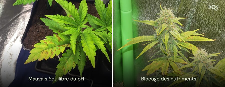 Comparaison côte à côte de plantes de cannabis affectées par un déséquilibre du pH et un blocage des nutriments, avec jaunissement et brunissement visibles des feuilles. Lié aux feuilles de cannabis jaunes et aux carences en nutriments.