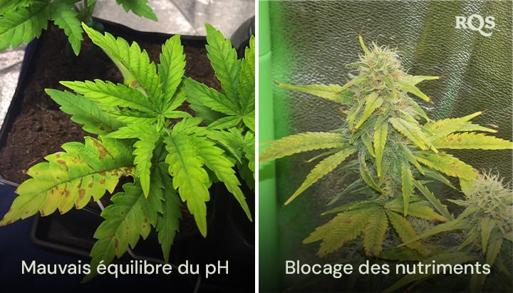 Comparaison côte à côte de plantes de cannabis affectées par un déséquilibre du pH et un blocage des nutriments, avec jaunissement et brunissement visibles des feuilles. Lié aux feuilles de cannabis jaunes et aux carences en nutriments.