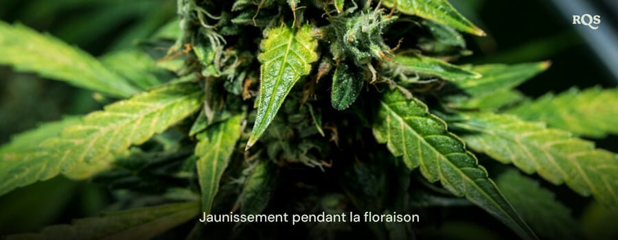 Gros plan de feuilles de cannabis jaunissant pendant la phase de floraison, montrant des signes de sénescence ou de carence en nutriments. Relatif aux feuilles de cannabis jaunissant pendant la floraison.