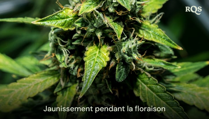 Gros plan de feuilles de cannabis jaunissant pendant la phase de floraison, montrant des signes de sénescence ou de carence en nutriments. Relatif aux feuilles de cannabis jaunissant pendant la floraison.