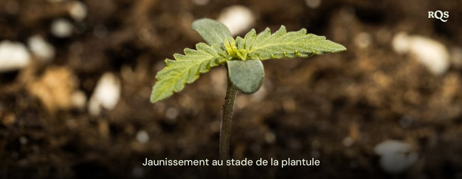 Plantule de cannabis avec des feuilles jaunissantes, indiquant des déséquilibres nutritionnels précoces ou un arrosage excessif. Exemple de jaunissement des plantules de cannabis et des feuilles de cannabis jaunissant au début de leur croissance.