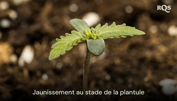 Plantule de cannabis avec des feuilles jaunissantes, indiquant des déséquilibres nutritionnels précoces ou un arrosage excessif. Exemple de jaunissement des plantules de cannabis et des feuilles de cannabis jaunissant au début de leur croissance.