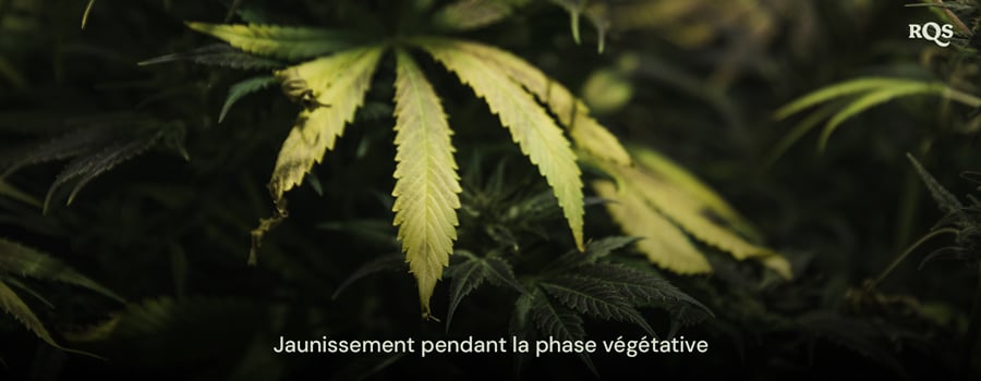 Feuilles de cannabis jaunissant pendant la phase végétative, mettant en évidence des symptômes de carences en nutriments ou des problèmes d'arrosage. Pertinent pour les feuilles de cannabis jaunissant pendant la végétation.