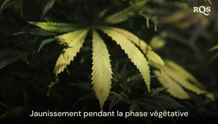 Feuilles de cannabis jaunissant pendant la phase végétative, mettant en évidence des symptômes de carences en nutriments ou des problèmes d'arrosage. Pertinent pour les feuilles de cannabis jaunissant pendant la végétation.