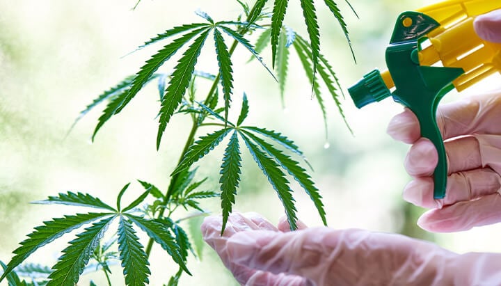 "Une personne portant des gants pulvérise une plante de cannabis avec un flacon pulvérisateur pour nourrir et maintenir sa santé.  "