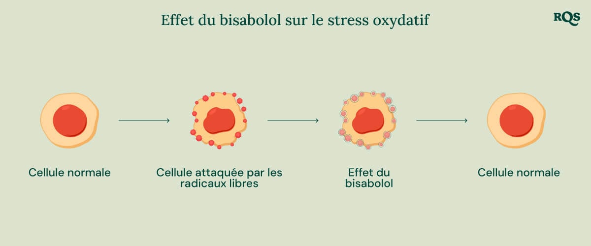 Infographie sur l’effet du bisabolol dans le stress oxydatif, illustrant le rôle du bisabolol dans la santé cellulaire.