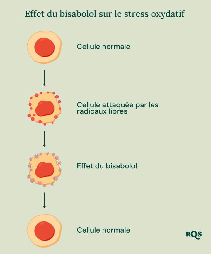 Infographie sur l’effet du bisabolol dans le stress oxydatif, illustrant le rôle du bisabolol dans la santé cellulaire.