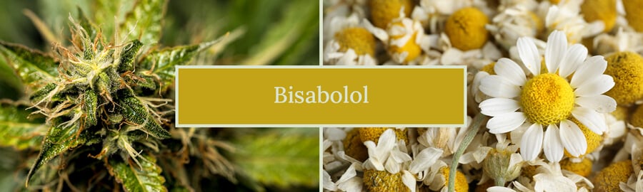 Image comparant les fleurs de cannabis et de camomille, étiquetée "Bisabolol", mettant en évidence la présence de bisabolol dans les deux plantes.