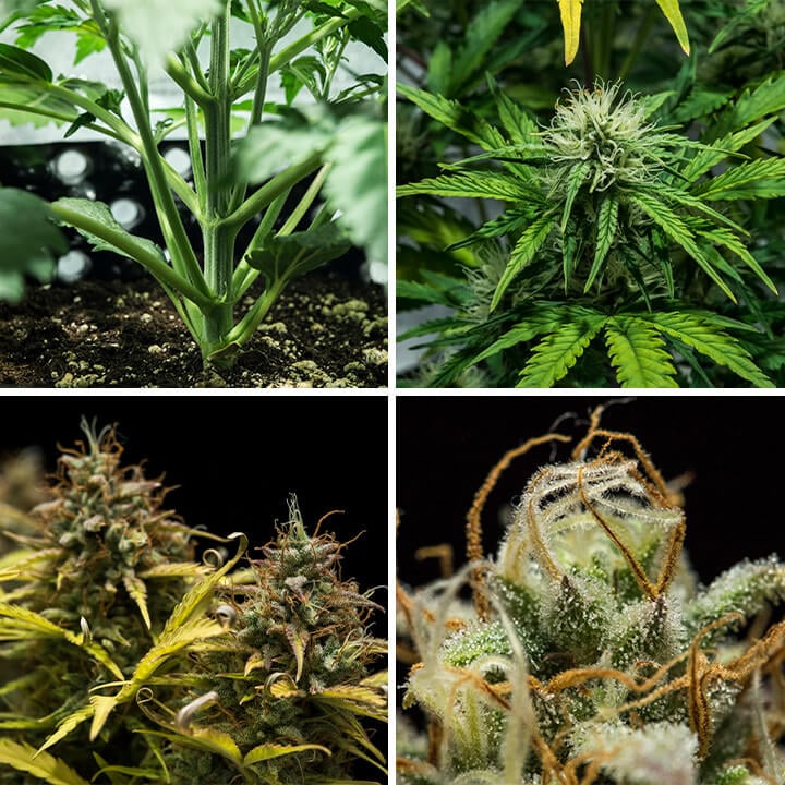 Collage de la variété de cannabis Blue Cheese Auto de Royal Queen Seeds. Cette autofloraison compacte offre des saveurs de poivre, terre et fromage, atteignant jusqu'à 70 cm et produisant 375 g/m² en 10–11 semaines.