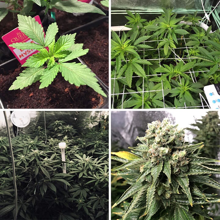 Collage de photos montrant la croissance d'une plante de cannabis Blue Mystic dans une salle de culture intérieure, des feuilles vertes vibrantes au développement de bourgeons matures, mettant en valeur son parcours complet jusqu'à la récolte.