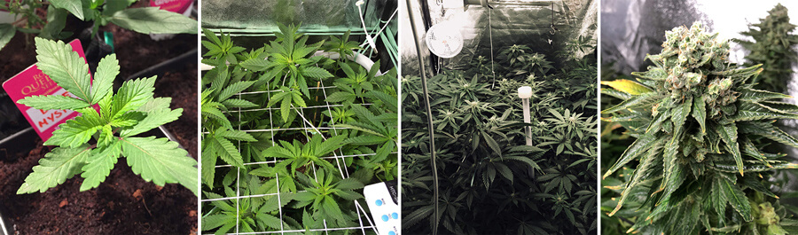 Collage de photos montrant la croissance d'une plante de cannabis Blue Mystic dans une salle de culture intérieure, des feuilles vertes vibrantes au développement de bourgeons matures, mettant en valeur son parcours complet jusqu'à la récolte.