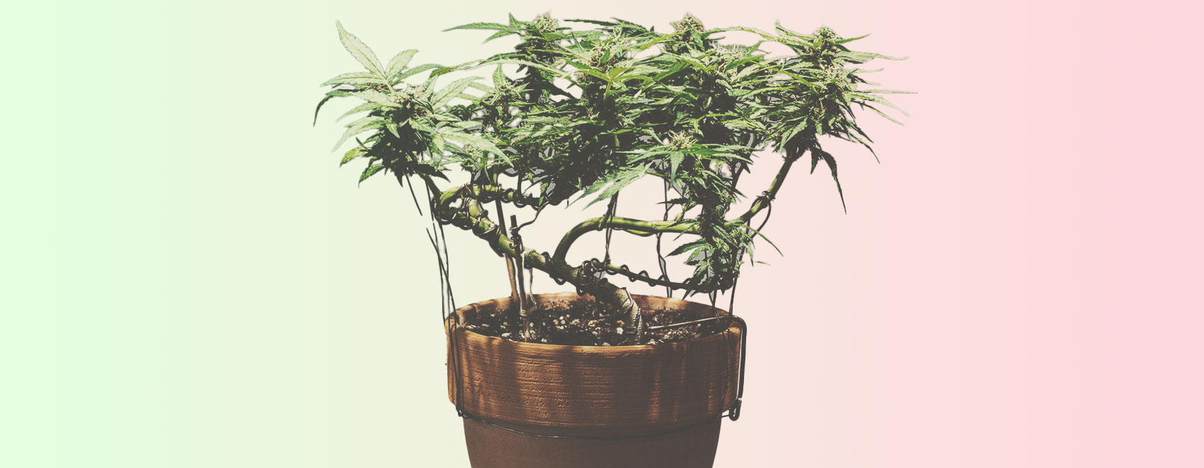 Comment cultiver votre propre Bonsaï de cannabis : guide étape par