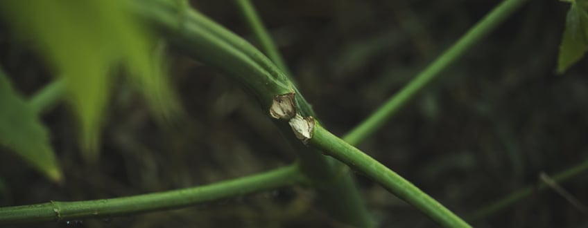 Tige de cannabis endommagée en raison d'un palissage effectué trop tard dans la phase de floraison