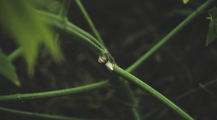 Tige de cannabis endommagée en raison d'un palissage effectué trop tard dans la phase de floraison