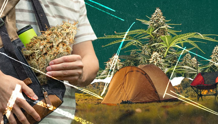 Une personne tenant une branche de plante de cannabis près d'une tente et d'un feu de camp dans un champ pittoresque. Installation de camping avec les essentiels : tente, feu de camp et plante de cannabis pour une escapade en pleine nature.