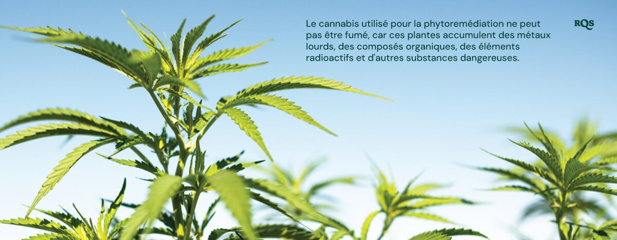 Gros plan sur des plants de cannabis utilisés en phytoremédiation, soulignant qu'ils accumulent des substances nocives.