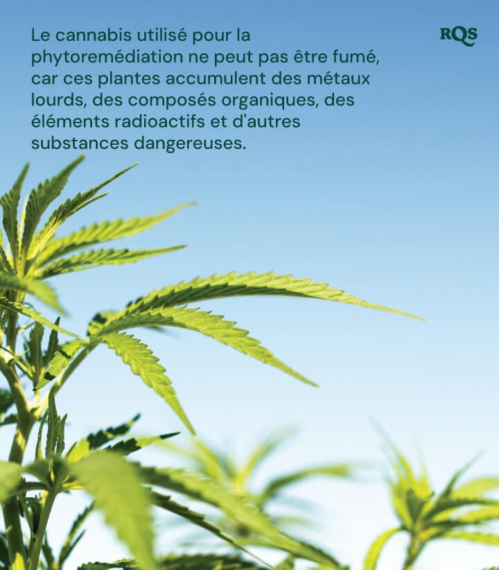 Gros plan sur des plants de cannabis utilisés en phytoremédiation, soulignant qu'ils accumulent des substances nocives.