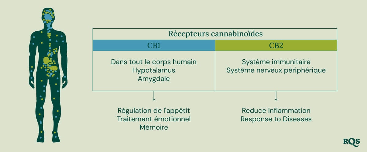 Un diagramme montrant les récepteurs CB1 dans le cerveau et le corps et les récepteurs CB2 dans le système immunitaire, illustrant leurs rôles dans les effets du cannabis.