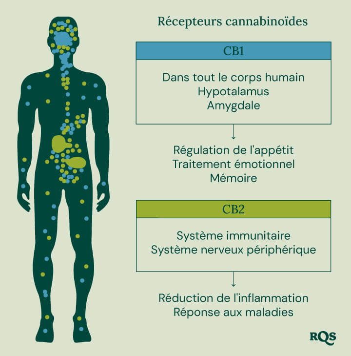 Un diagramme montrant les récepteurs CB1 dans le cerveau et le corps et les récepteurs CB2 dans le système immunitaire, illustrant leurs rôles dans les effets du cannabis.