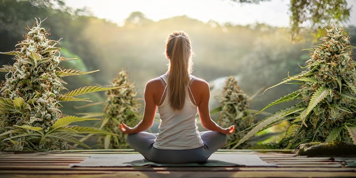 Une personne assise en position de méditation, dos à la caméra, entourée de grandes plantes de cannabis.