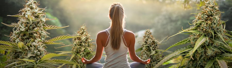 Une personne assise en position de méditation, dos à la caméra, entourée de grandes plantes de cannabis.