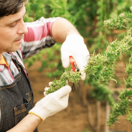 Une personne portant des gants taille soigneusement une plante de cannabis, en se concentrant sur le maintien d'une croissance saine et l'optimisation du développement des bourgeons.