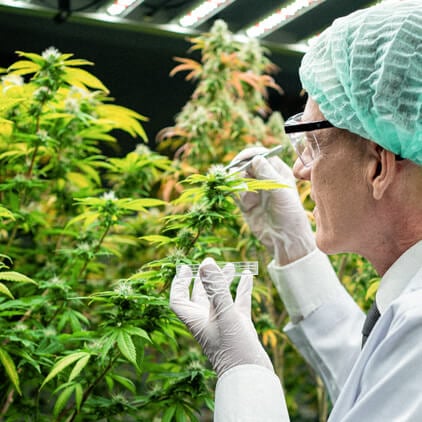 Un scientifique examine une plante de cannabis dans un environnement de recherche contrôlé, mettant en avant l'analyse minutieuse de la croissance et du développement du cannabis.