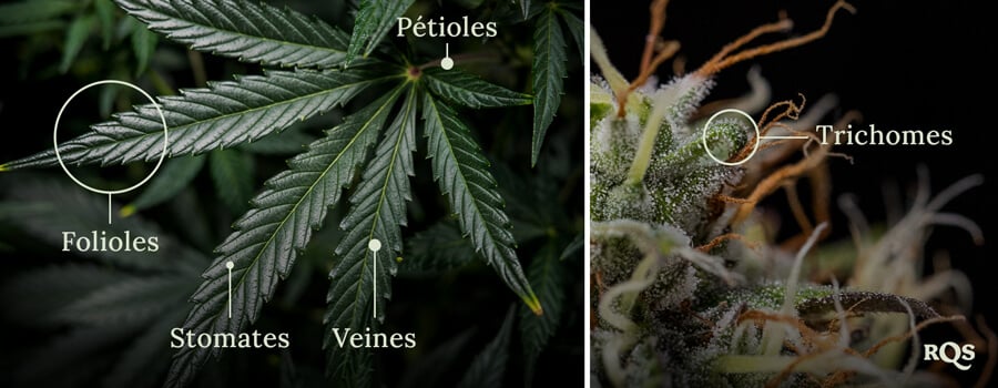Cannabis leaft anatomy