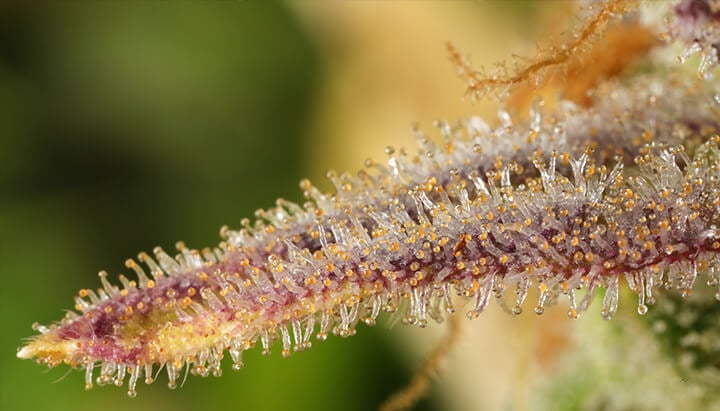 Zoom sur une fleur de cannabis recouverte de trichomes colorés (blanc, orange, violet) produisant de la résine, mettant en valeur la texture cristalline de la plante.