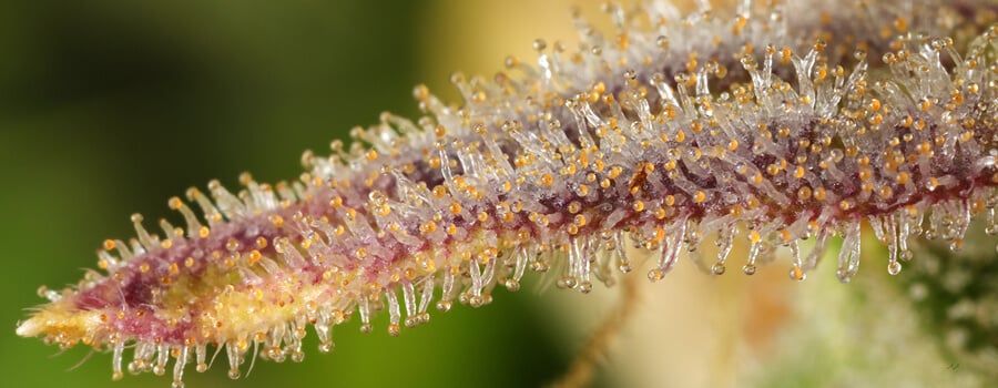 Zoom sur une fleur de cannabis recouverte de trichomes colorés (blanc, orange, violet) produisant de la résine, mettant en valeur la texture cristalline de la plante.