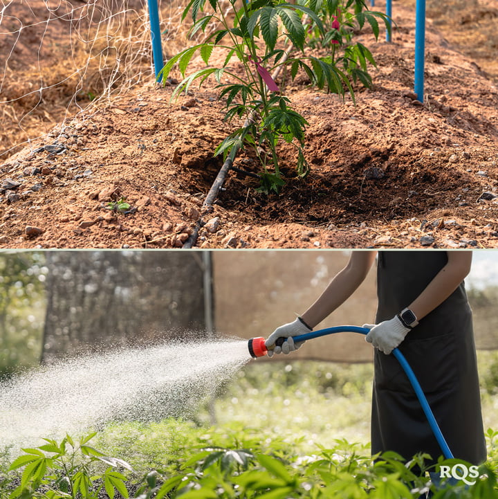 Deux images : À gauche, une plante de cannabis avec un système d'arrosage, et à droite, une personne arrosant des plantes avec un tuyau dans un jardin.