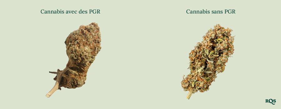 Bourgeons de cannabis côte à côte : « Cannabis avec PGR » dense et brun vs. « Cannabis sans PGR » plus vert et plus aéré. Apprenez à faire la différence !