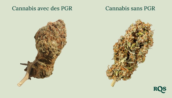 Bourgeons de cannabis côte à côte : « Cannabis avec PGR » dense et brun vs. « Cannabis sans PGR » plus vert et plus aéré. Apprenez à faire la différence !