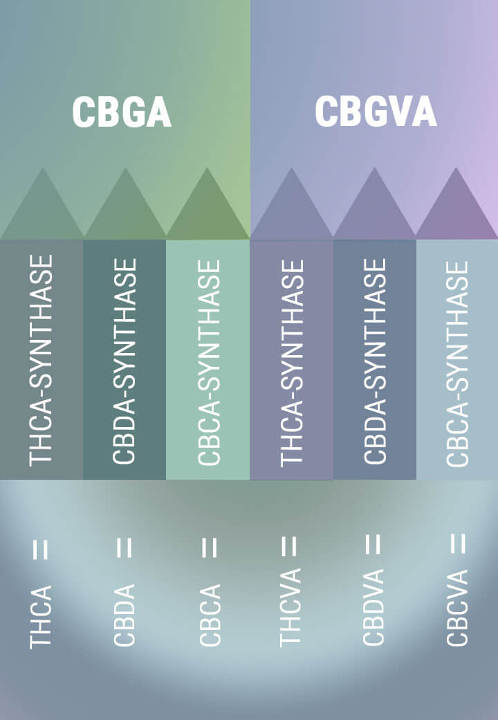 LA BIOSYNTHÈSE CRÉE LES FORMES ACIDES DES CANNABINOÏDES PRIMAIRES