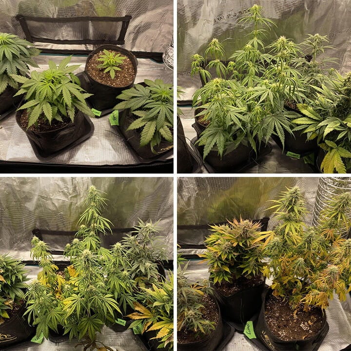 Collage de quatre images montrant les plantes de cannabis Cherry Pie Auto : des jeunes pousses, la phase végétative, la phase de floraison et des plantes matures avec des bourgeons.