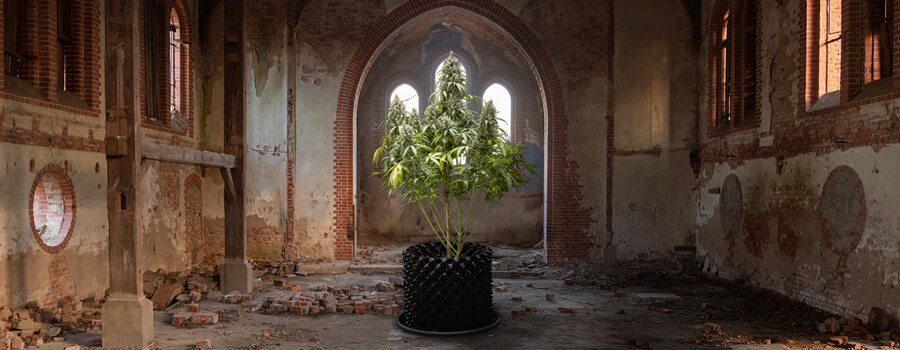 Church cannabis growing