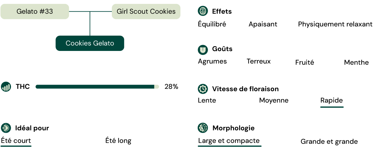 Cookies Gelato Key Attributes