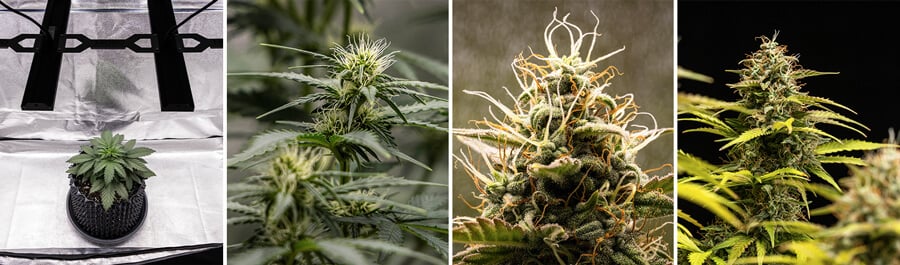 Croissance de la variété de cannabis Cosmos F1. Les images montrent la plante depuis son développement initial jusqu'à la floraison, mettant en évidence ses bourgeons denses et ses trichomes complexes, caractéristiques d'une variété hybride de CBD.