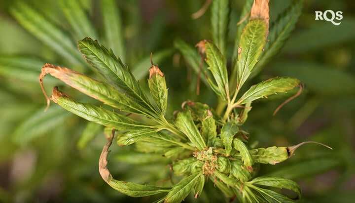 Gros plan d’une feuille de cannabis montrant des signes de stress, notamment un brunissement et un enroulement. Causes possibles : carences en nutriments, arrosage excessif ou infestation de parasites.