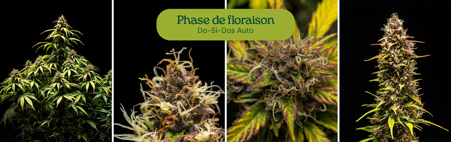 Variété de cannabis Do-Si-Dos Auto entrant en phase de floraison, montrant des bourgeons résineux et des feuilles vertes éclatantes. Variété autoflorissante à haut rendement pour une culture en intérieur ou en extérieur.