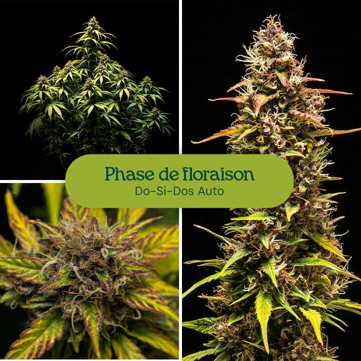 Variété de cannabis Do-Si-Dos Auto entrant en phase de floraison, montrant des bourgeons résineux et des feuilles vertes éclatantes. Variété autoflorissante à haut rendement pour une culture en intérieur ou en extérieur.